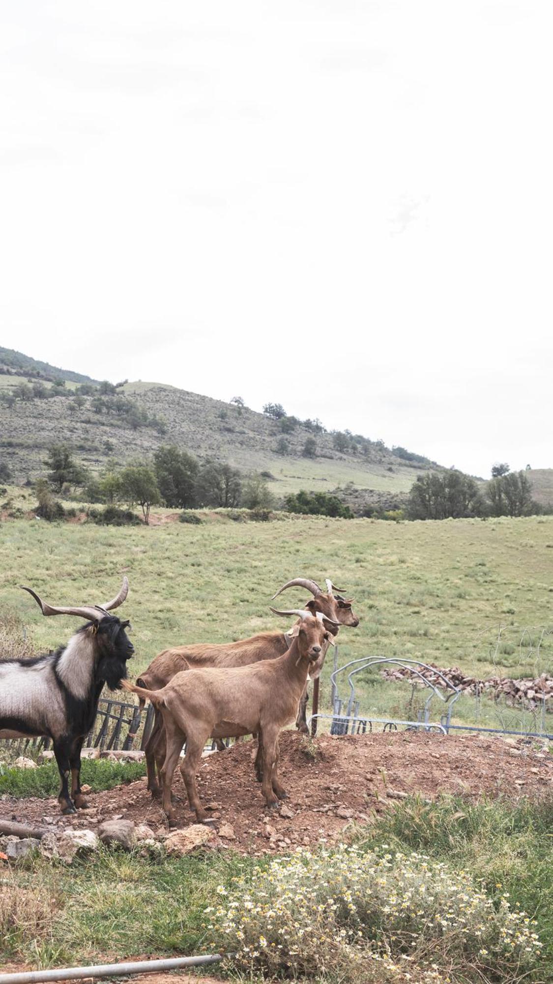 Apartamentos Turisticos Real Valle Ezcaray ソラキン エクステリア 写真